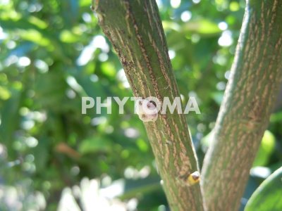 Ceroplastes sinensis